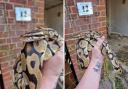 The Royal Python is now at C&T Exotics in Bovingdon. Picture: C&T Exotics