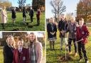 Jack planted the oak tree in memory of the Queen.