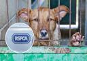 The RSPCA responded to animal cruelty reports across Watford.