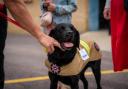 Britain’s longest-serving fire investigation dog retires