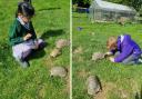 Students at York House have been learning with tortoises