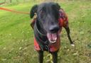 George needs the confidence of other greyhounds to help his confidence