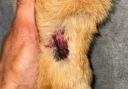 The affected dog's paw.