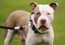 From February 1, owning an XL bully dog in England and Wales without a certificate will be criminal offence.