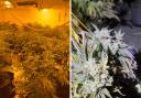 Man charged after over 160 cannabis plants found at 