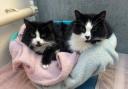 Tom and Jerry are really excited about the prospect of moving into a new home