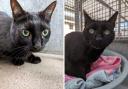 Simba, left, and Bertie are looking for new homes apart from each other