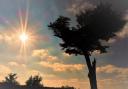'Sunshine by Cassiobury Park's Cedar Tree'