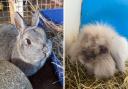 Lily, left, and Ronnie can't live with other rabbits as their bond is still new