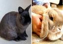 Eclipse, left, and Luna are among the rabbits the NAWT are seeking new homes for