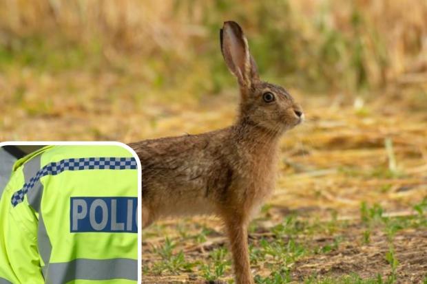 Appeal - Illegal hare hunting can be an issue in rural areas