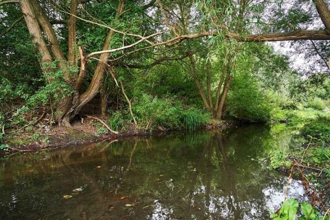 River Colne. Credit: Watford Borough Council