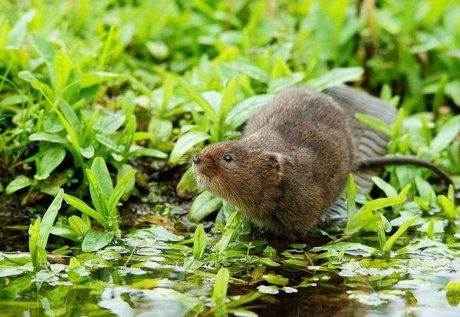 A water vole. Credit: Peter Trimming/Wikimedia