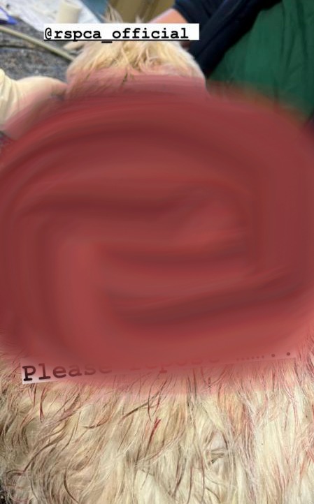 A censored picture of the injured dog to avoid further distress. While hard to distinguish, the red blur shows the extent of the flesh that was exposed