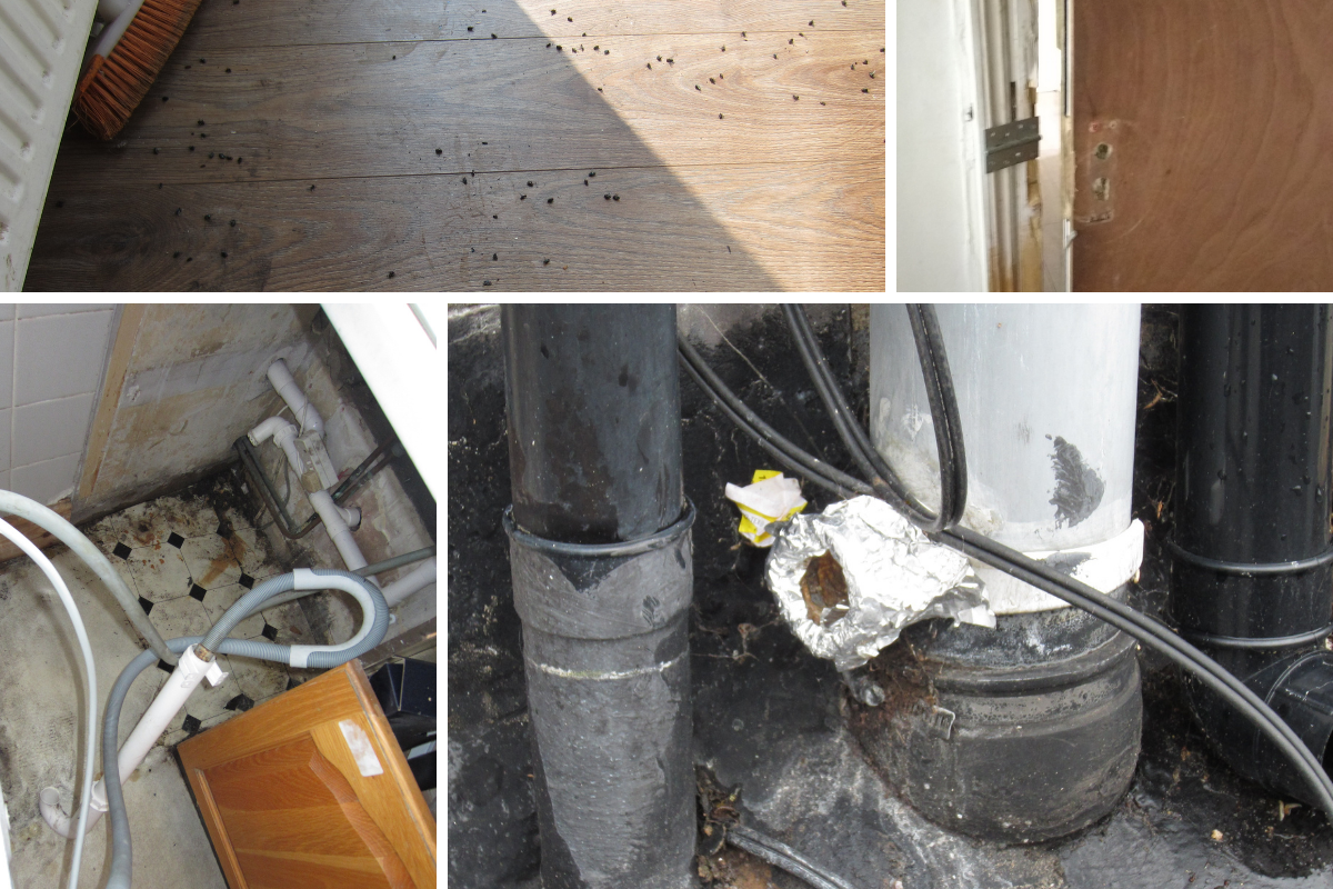 Closer look at Northwood flats with maggot infestation - Vimarsana News