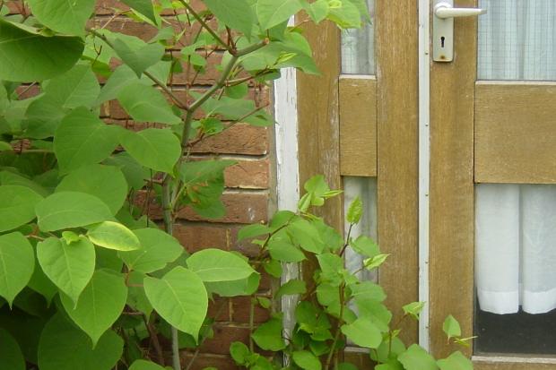Knotweed growing out of a front door - Environet