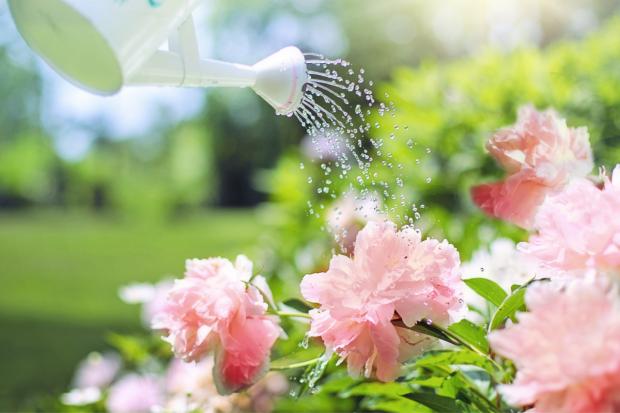 Watford Observer: A watering can watering some pink flowers. Credit: Canva