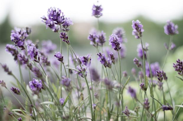 Watford Observer: Lavender field. Credit: Canva