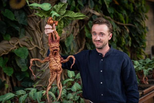 Watford Observer: Tom Felton unveils Professor Sprout’s greenhouse, part of the new Mandrakes and Magical Creatures feature opening at Warner Bros. Studio Tour London 1st July. (Warner Bros. Studio) 