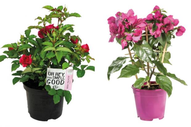 Watford Observer: (left) garden rose and (right) bougainvillea (Lidl/Canva)