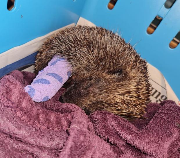 Watford Observer: The hedgehog was being cared for by London Colney Rescue Centre but her injuries proved to be too serious