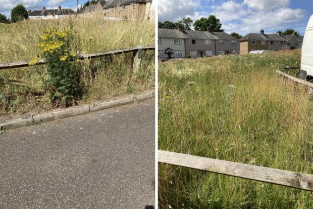 Watford Observer: The grass has become dry and neglected, Mrs Dunton said. Picture: Sarah Dunton