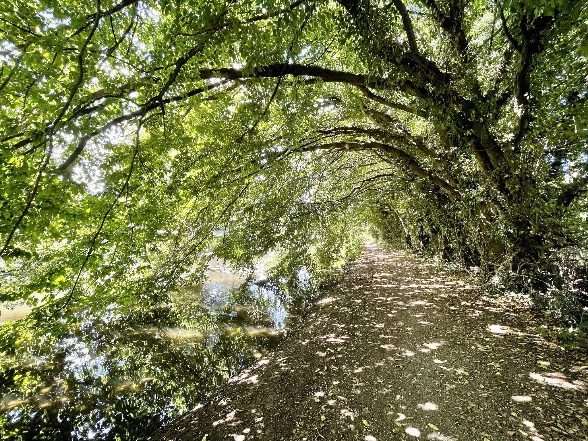 Deborah Chambre Young: The trees tunnel at Grand Union Canal pathway towards Rickmansworth from Croxley Green