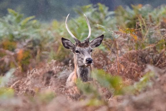 Watford Observer: Bushy Park. Watford Observer: Bushy Park.