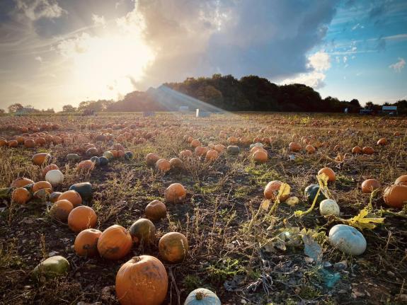 Watford Observer: 'Pumpkins at the pop-up farm, Flamstead.' Watford Observer: 'Pumpkins at the pop-up farm, Flamstead.'
