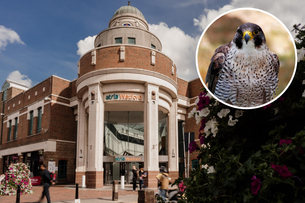 Atria Watford to host abseil after peregrine falcons nest at One YMCA - Vimarsana News