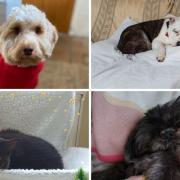 These are among the pets that have found a new home