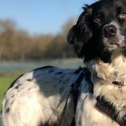 Socks the dog came to the National Animal Welfare Trust as a stray, frightened and cowering, unsure of his new surroundings and people