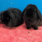 Olive & Sugar would make ideal pets for a family