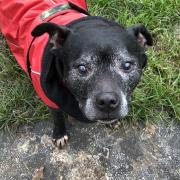 Frank is a friendly Staffie who loves to be around people