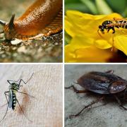 A slug, a wasp, a mosquito and a cockroach.
