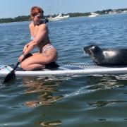 Cheeky seal hitches ride on paddle board - what to do if you are approached. (Daily Echo)