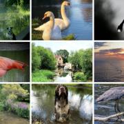 Water has been the theme for the Watford Observer Camera Club