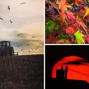 Three of this week's selection of autumnal pictures