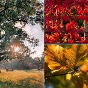 Three of this week's selection of autumnal pictures in Watford and beyond