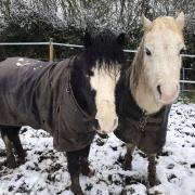 Cecil's Horse Sanctuary in Elstree is fundraising to help care for its animals over the winter. Credit: Cecil's Facebook page