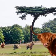 How a herd of Highland cattle might look in Cassiobury Park. Photos: Newsquest/Pixabay