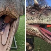 Some dinosaurs at Jurassic Encounter in Cassiobury Park had missing teeth.