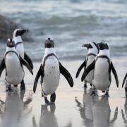 Celebrate Word Penguin Day with penguin parties at SEA LIFE (Canva)