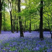 Bluebells forest in Crosslane Wood near Chorleywood. Picture: Chris Flanagan.