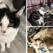 Ash (left), Teddy and Tabitha (top right) are looking for new homes. The mum and baby kittens (bottom left) are to young to be rehomed. Pictures: Jacqui Schafer