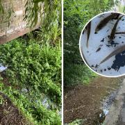 Fish could have been killed by a spike in ammonia in the River Chess caused by an error at a Thames Water treatment plant. Pictures: River Chess Association