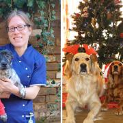Dr Ceri Davies offers advice on Christmas items that should be kept away from pets.