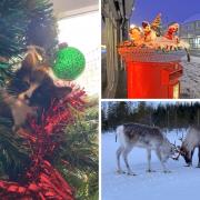 Three of the festive scenes captured by our camera club members