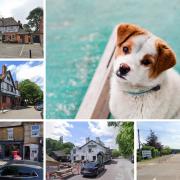We list some of the dog-friendly pubs and cafes in and around Watford.