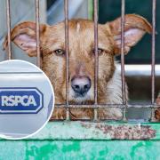 The RSPCA responded to animal cruelty reports across Watford.